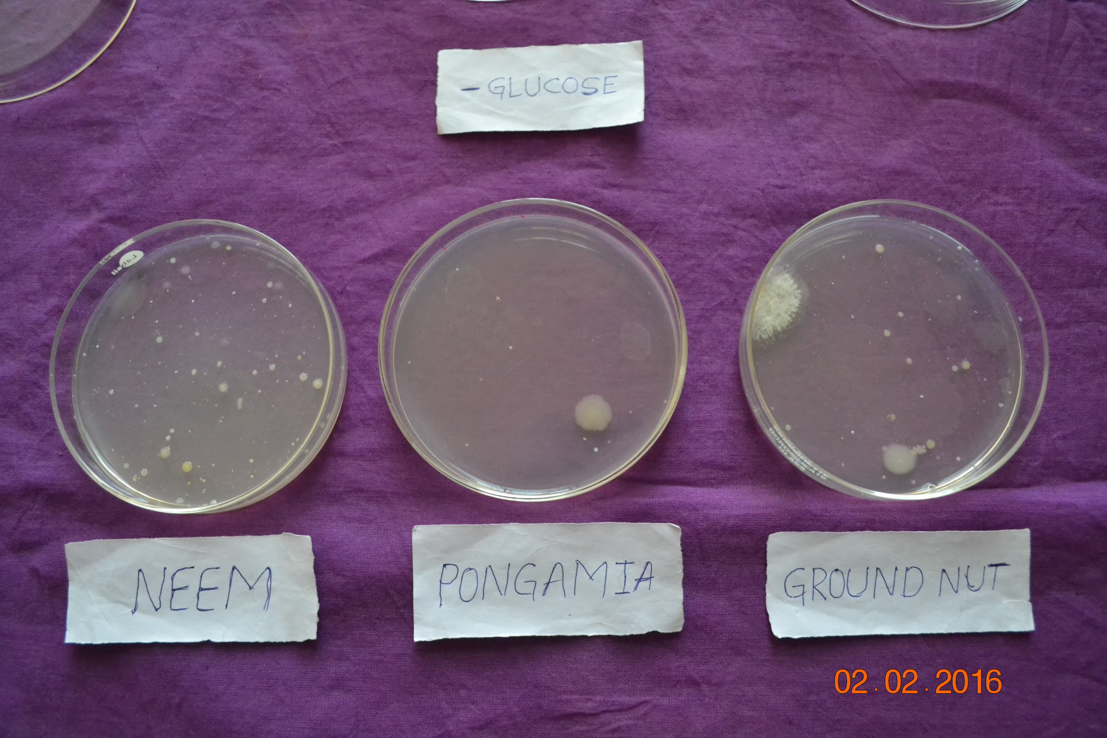 Bio-fertilizer production at mass production lab